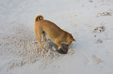 Funny Dog is digging hole on beach sandの写真素材