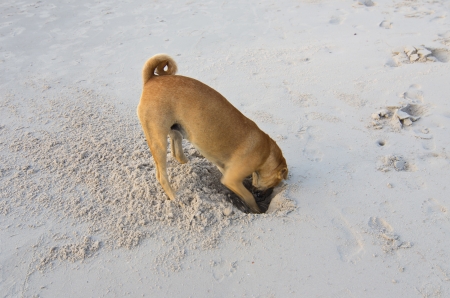 Funny Dog is digging hole on beach sandの写真素材