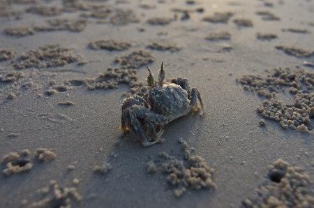 Crabs at the beach in the morning.の写真素材
