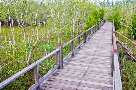 Boardwalks to the beach to the woods  The study of nature の写真素材