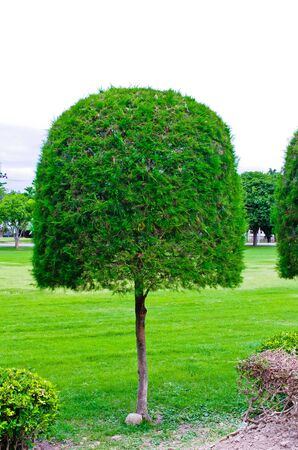 Ornamental gardens, palaces and old pine tree trim の写真素材
