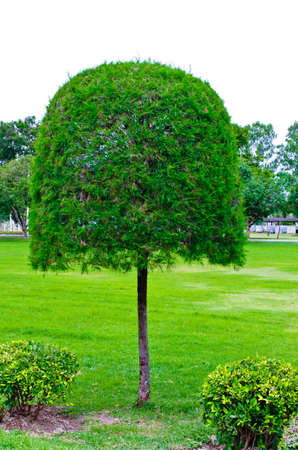 Ornamental gardens, palaces and old pine tree trim の写真素材