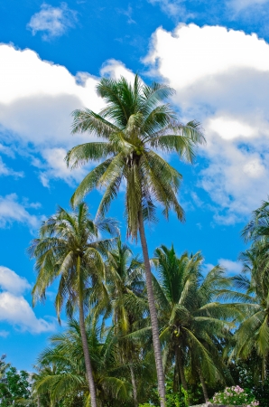 The Coconut beach on the beautiful sky の写真素材