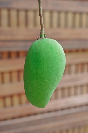 The fruits are green  That the Mango tree の写真素材