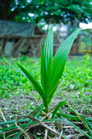 The newly planted coconut seedlings into the ground.の写真素材