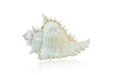 The Murex Shell isolated on white backgroundの写真素材