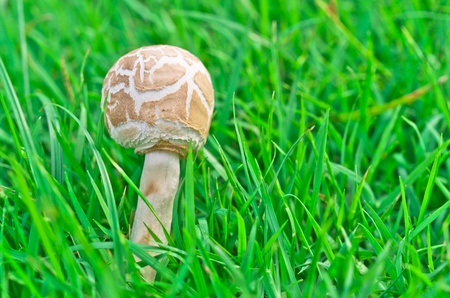 The Poisonous mushrooms in the grass green, Chlorophyllum molybdites の写真素材