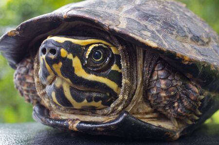 Turtles are found in the tropics. Focus on the eyes.の写真素材