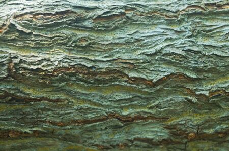 Close Up, mangrove bark concept abstract background   detail の写真素材