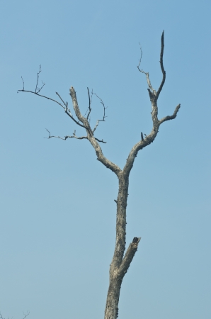 Branches of dead tree with a blue sky の写真素材