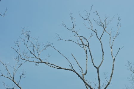 Branches of dead tree with a blue sky の写真素材