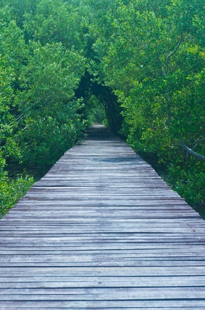 Wood bridge in mangrove forest  Explore nature の写真素材