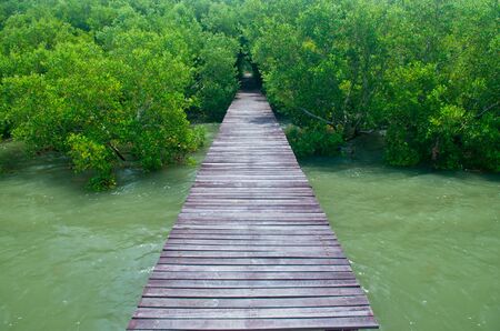Wood bridge in mangrove forest  Explore nature の写真素材