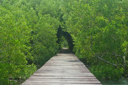 Wood bridge in mangrove forest  Explore nature の写真素材