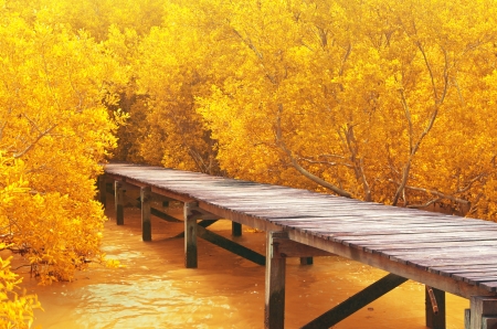 Wood bridge in yellow mangrove forest  Explore nature の写真素材