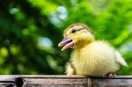 Duckling on wood. behind the scenes of nature.の写真素材