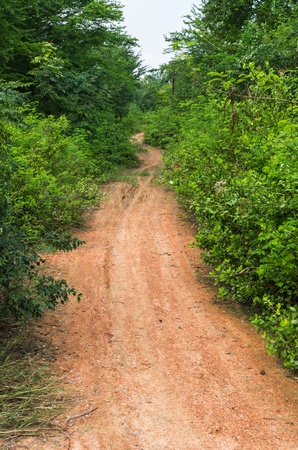 Either side of a rural road, overgrown trees.の写真素材