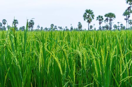 Landscape rice field in farmland food of Asia in Thailandの写真素材