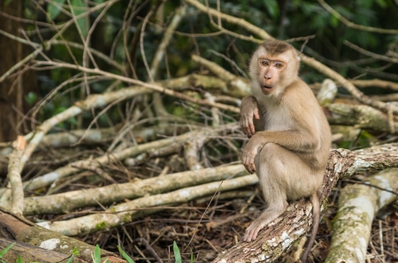 Long-tailed monkeys, Khao Yai National Park, Thailand.の写真素材
