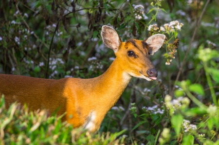 Deer in Khao Yai National Park, Thailand.の写真素材