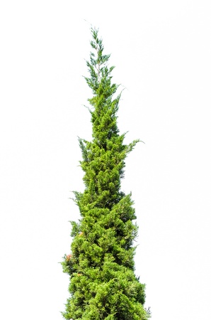 The top of spruce tree isolated on white background.の写真素材