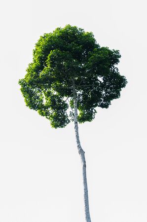 Large tree in Khao Yai National Park in Thailand isolated on white background.の写真素材