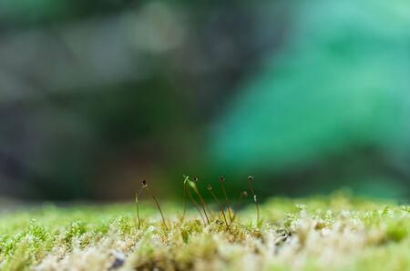 Moss covered trees on a small plant.の写真素材