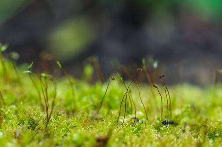 Moss covered trees on a small plant.の写真素材