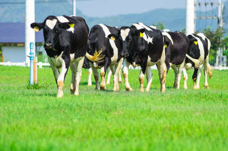 Milk cows on a pasture on a farm.の写真素材