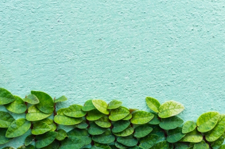 The climbing fig on the wall concept Backgroundの写真素材