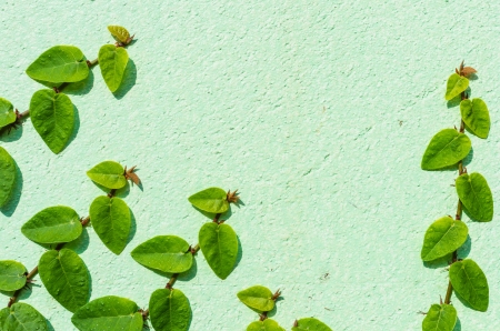 The climbing fig on the wall concept Backgroundの写真素材