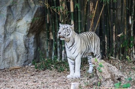 White tiger in a zoo in Chiang Mai, Thailand.の写真素材