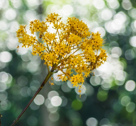 A bouquet of yellow flowers. Behind the bokeh.の写真素材