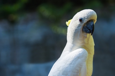 White cockatoo. The natural background at the zoo.の写真素材