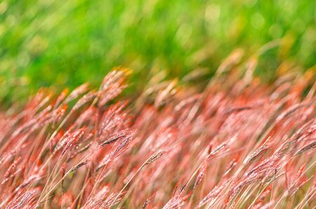 Spring or summer abstract nature background with grass in the meadowの写真素材