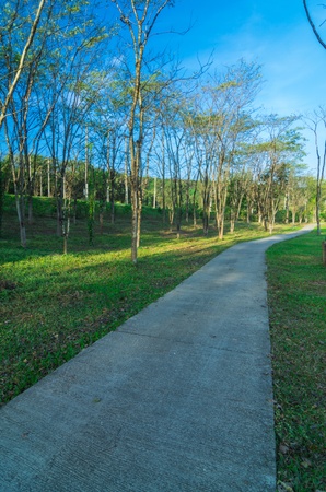 The trees and green grass on a golf course.の写真素材