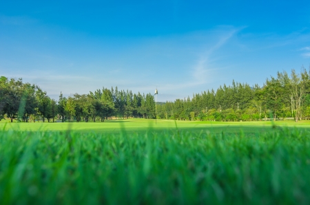 The trees and green grass on a golf course.の写真素材