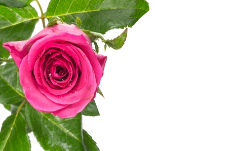 Pink rose macro with water on petals isolated on white background.の写真素材