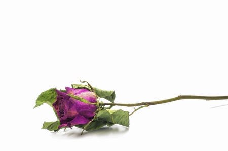 Dried pink roses on a white background.の写真素材