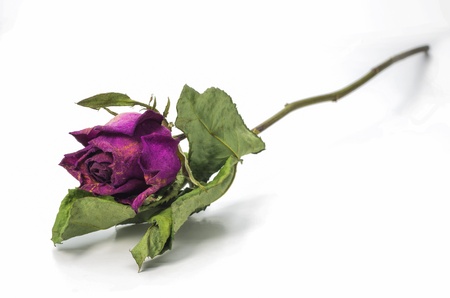 Dried pink roses on a white background.の写真素材