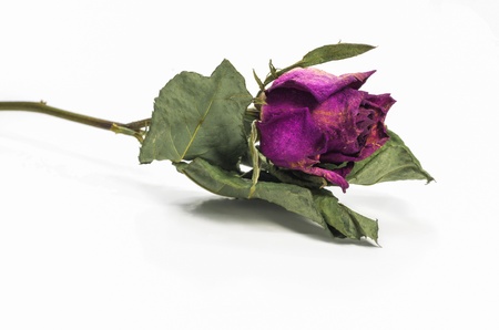 Dried pink roses on a white background.の写真素材