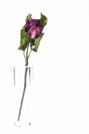 Dried pink roses on a white background.の写真素材