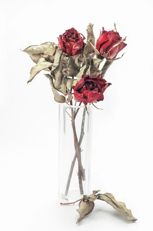 Dried Red roses on a white background.の写真素材