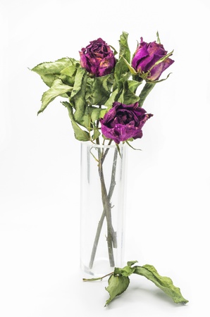 Dried pink roses on a white background.の写真素材