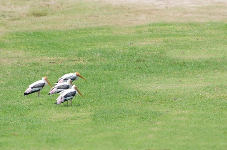 Stork Milky 4 adults on a field of green grass.の写真素材