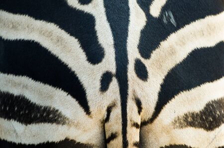 The textured skin of Zebra for backgroundの写真素材