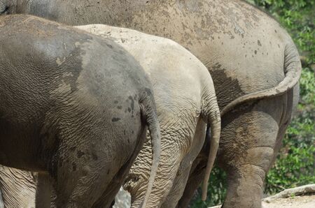 Hind legs body of three Asian elephants to stand on.の写真素材