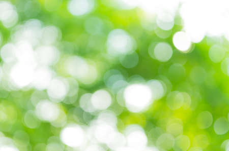 The natural green  bokeh abstract light background with selective focusの写真素材