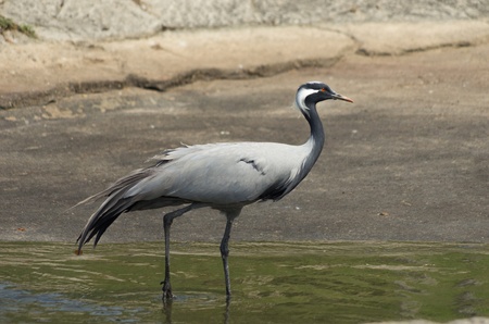 Blue Crane is a bird in the crane family の写真素材