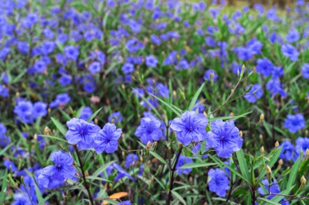 Purple flower, Ruellia is a genus of flowering plants の写真素材